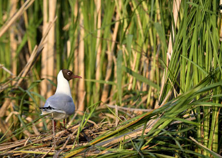 The black-headed gull (larus ridibundus) Green Natural Backgroundの写真素材