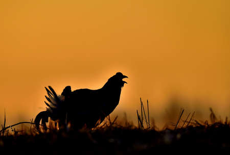 Birkhuhn, black grouse (Tetrao tetrix), blackgame (Lyrurus tetrix). Close up Portrait of a lekking black grouse (Tetrao tetrix) Sunrise . early morning. Forest.の写真素材