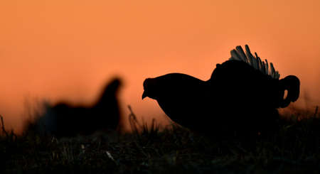 Birkhuhn, black grouse (Tetrao tetrix), blackgame (Lyrurus tetrix). Close up Portrait of a lekking black grouse (Tetrao tetrix) Sunrise . early morning. Forest.の写真素材