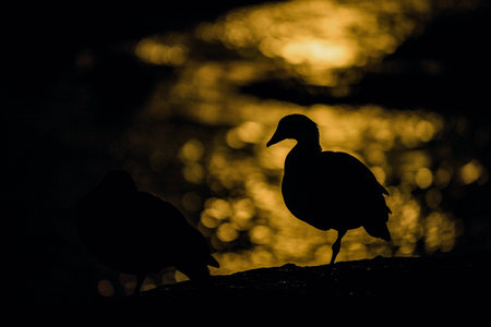 Close up portrait of a goose at moonlight at night. Goose silhouette against the moonlight reflected in water .South Africaの写真素材