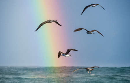 Flying seagulls over the ocean, misty sky, puffy clouds, rainbow backgroundsの写真素材