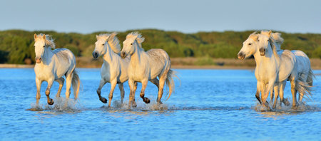Herd of White Camargue Horses running on the water . Parc Regional de Camargue - Provence, Franceの写真素材