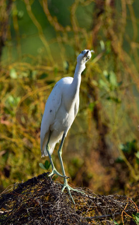 Adult Little Blue Heron (Egretta caerulea) ( white morph ) on natural background, Cubaの写真素材