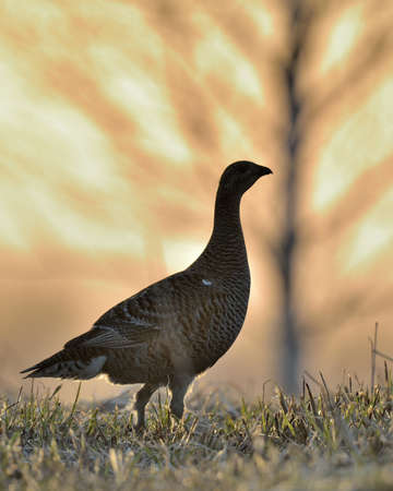 Sunrise Back-light Portrait of Female Black Grouse (Tetrao tetrix). early morning in the forest....