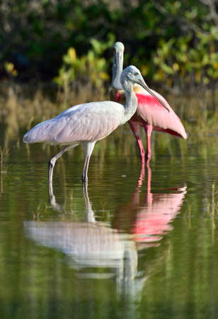 The roseate spoonbill (Platalea ajaja) (sometimes placed in its own genus Ajaja)の写真素材