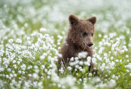 Brown bear cub in the summer forest among white flowers. Scientific name: Ursus arctos. natural green background. natural habitat.の写真素材