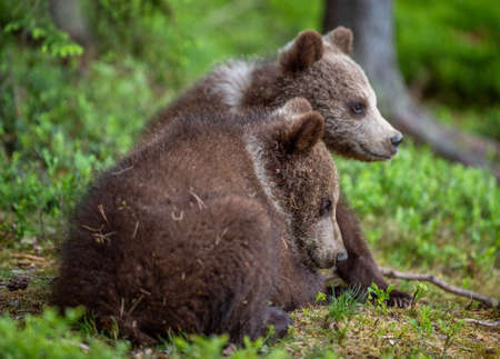 Brown bear cubs in the summer forest. Scientific name: Ursus arctos. natural green background. natural habitat.の写真素材