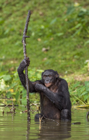 The chimpanzee Bonobo in the water. The bonobo ( Pan paniscus), formerly called the pygmy chimpanzee and less often, the dwarf or gracile chimpanzee.Democratic Republic of Congo. africaの写真素材