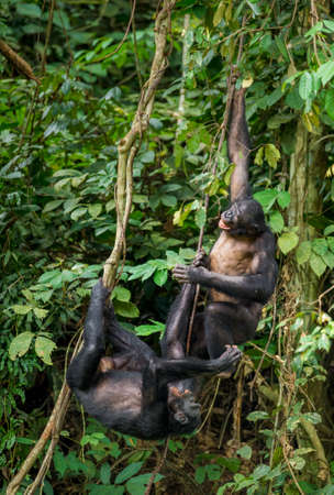 Bonobos (Pan Paniscus) on a tree branch. Green natural jungle background. Democratic Republic of the Congo. africaの写真素材