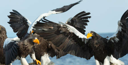Steller's sea eagles. blue sky and ocean background. Scientific name: Haliaeetus pelagicus. natural habitat. winter season.の写真素材