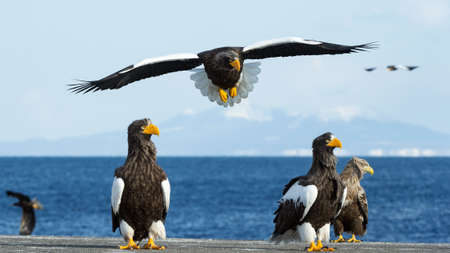 Adult Steller's sea eagle in flight. Scientific name: Haliaeetus pelagicus. blue sky and ocean background.の写真素材