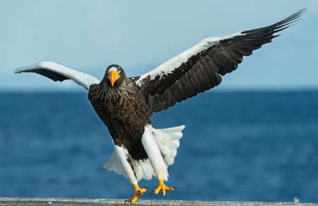 Adult Steller's sea eagle landed. Scientific name: Haliaeetus pelagicus. blue sky and ocean...