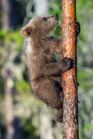 Brown bear cub climbs a tree. natural habitat. Summer forest. Scientific name: Ursus arctos.の写真素材
