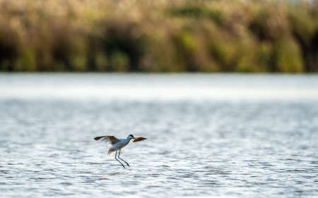 bird in flight. Avocet flies above the water's surface. The pied avocet (Recurvirostra avosetta).の写真素材