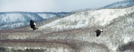 Flying Steller`s sea eagles. Snow-covered mountains on the background. Scientific name: Haliaeetus pelagicus. natural habitat. winter season.の写真素材