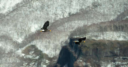 Flying Steller`s sea eagles. Snow-covered mountains on the background. Scientific name: Haliaeetus...