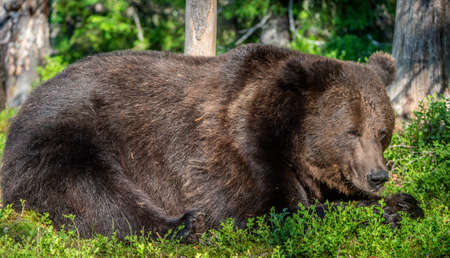 Adult Male Brown Bear. Close up portrait of Brown bear in the summer forest. green natural background. natural habitat. Scientific name: Ursus Arctos.の写真素材