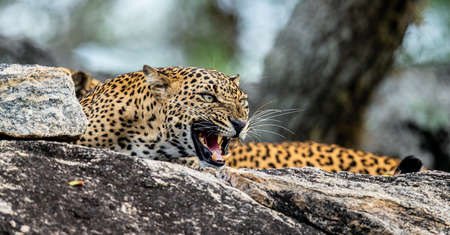 Leopard roaring. Leopard on a stone. The Sri Lankan leopard (Panthera pardus kotiya) female.の写真素材