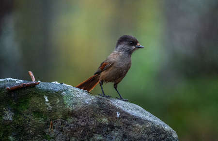 The Siberian Jay (Perisoreus infaustus)の写真素材