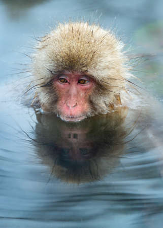 Japanese macaque in the water of natural hot springs. The Japanese macaque ( Scientific name: Macaca fuscata), also known as the snow monkey. Natural habitat, winter season.の写真素材