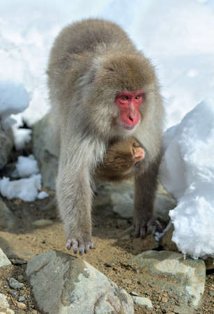 Japanese macaque and cub near the natural hot springs. The Japanese macaque ( Scientific name: Macaca fuscata), also known as the snow monkey. Natural habitat, winter season.の写真素材