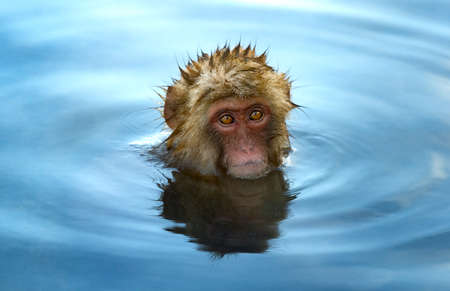 Japanese macaque in the water of natural hot springs. The Japanese macaque ( Scientific name: Macaca fuscata), also known as the snow monkey. Natural habitat, winter season.の写真素材