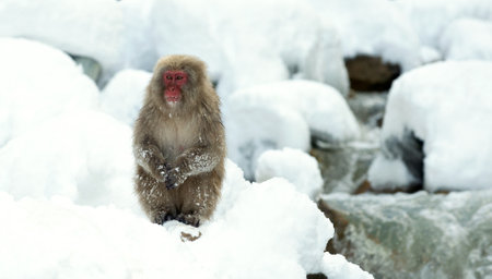 Japanese macaque on the snow near natural hot springs. The Japanese macaque ( Scientific name: Macaca fuscata), also known as the snow monkey. natural habitat. Japan.の写真素材