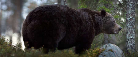 Brown bear in the autumn forest. close up. Scientific name: Ursus arctos. natural habitat.