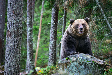 Bear on a rocks. Adult Big Brown Bear in the autumn forest. Scientific name: Ursus arctos. Autumn...