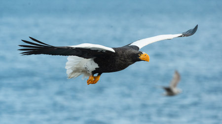 Adult Steller's sea eagle fishing. Scientific name: Haliaeetus pelagicus. blue ocean background.の写真素材