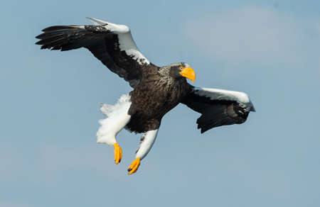 Adult Steller's sea eagle in flight. Scientific name: Haliaeetus pelagicus. blue sky background.の写真素材