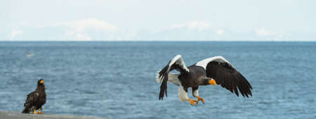 Adult Steller's sea eagle in flight. Scientific name: Haliaeetus pelagicus. Blue ocean and sky...