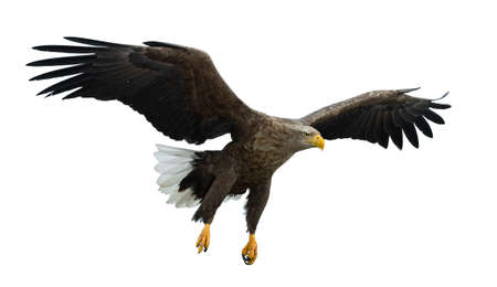 Adult White tailed eagle in flight. Isolated on white background. Scientific name: Haliaeetus albicilla, also known as the ern, erne, gray eagle, Eurasian sea eagle and white-tailed sea-eagle.の写真素材