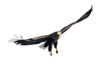 Adult White tailed eagle in flight. Isolated on white background. Scientific name: Haliaeetus albicilla, also known as the ern, erne, gray eagle, Eurasian sea eagle and white-tailed sea-eagle.の写真素材