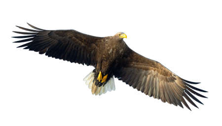 Adult White tailed eagle in flight. Isolated on white background. Scientific name: Haliaeetus albicilla, also known as the ern, erne, gray eagle, Eurasian sea eagle and white-tailed sea-eagle.の写真素材