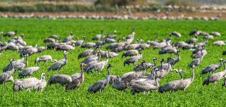 Cranes in a field foraging. green grass background. Common Crane, Scientific name: Grus grus, Grus communis. Cranes Flock on the green field.の写真素材