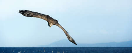 White tailed eagle in flight. blue sky background. Scientific name: Haliaeetus albicilla, also known...