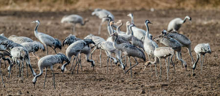 Cranes in a field foraging. Common Crane, Scientific name: Grus grus, Grus communis. Cranes Flock on the field at foggy early morning.の写真素材
