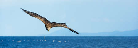 White tailed eagle in flight. blue sky background. Scientific name: Haliaeetus albicilla, also known as the ern, erne, gray eagle, Eurasian sea eagle and white-tailed sea-eagle.の写真素材