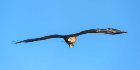 White tailed eagle in flight. blue sky background. Scientific name: Haliaeetus albicilla, also known...