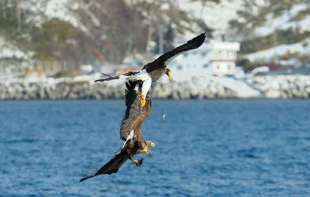 Eagles in fight. Two Adult Steller's sea eagle in fight for prey.の写真素材