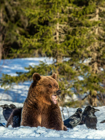 Brown Bear and ravens on a snow-covered swamp in the winter forest. sunset light. Eurasian brown bear, Scientific name: Ursus arctos arctos. natural habitat.の写真素材