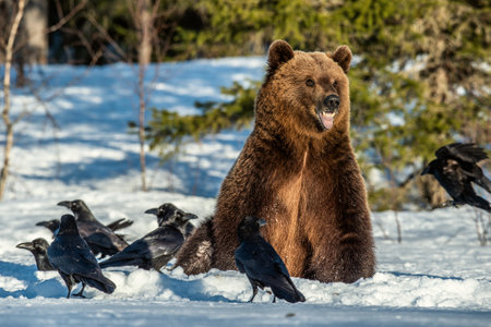 Brown Bear and ravens on a snow-covered swamp in the winter forest. sunset light. Eurasian brown bear, Scientific name: Ursus arctos arctos. natural habitat.の写真素材