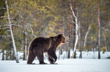 Wild adult Brown bear walking in the snow in winter forest. Adult Big Brown Bear Male. Scientific name: Ursus arctos. natural habitat. winter seasonの写真素材