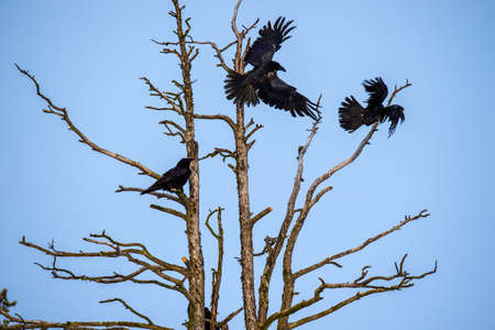 Silhouettes of Ravens on the tree. blue sky background.の写真素材