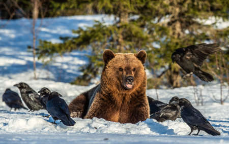 Brown Bear and ravens on a snow-covered swamp in the winter forest. sunset light. Eurasian brown bear, Scientific name: Ursus arctos arctos. natural habitat.の写真素材