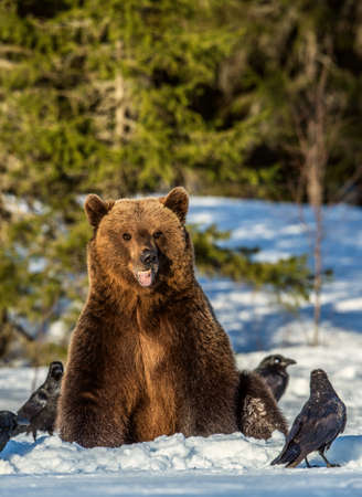 Brown Bear and ravens on a snow-covered swamp in the winter forest. sunset light. Eurasian brown bear, Scientific name: Ursus arctos arctos. natural habitat.の写真素材