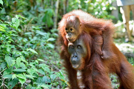 Baby orangutan on mother's back in a natural habitat. Bornean orangutan (Pongo pygmaeus wurmmbii) in the wild nature. Tropical Rainforest of Island Borneo. Indonesia.の写真素材