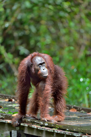 Bornean orangutan (Pongo pygmaeus) under rain in the wild nature. Central Bornean orangutan (Pongo pygmaeus wurmbii) in natural habitat. Tropical Rainforest of Borneo.の写真素材