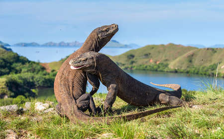 The Fighting Komodo dragons (Varanus komodoensis) for domination. It is the biggest living lizard in the world. Island Rinca. Indonesia.の写真素材